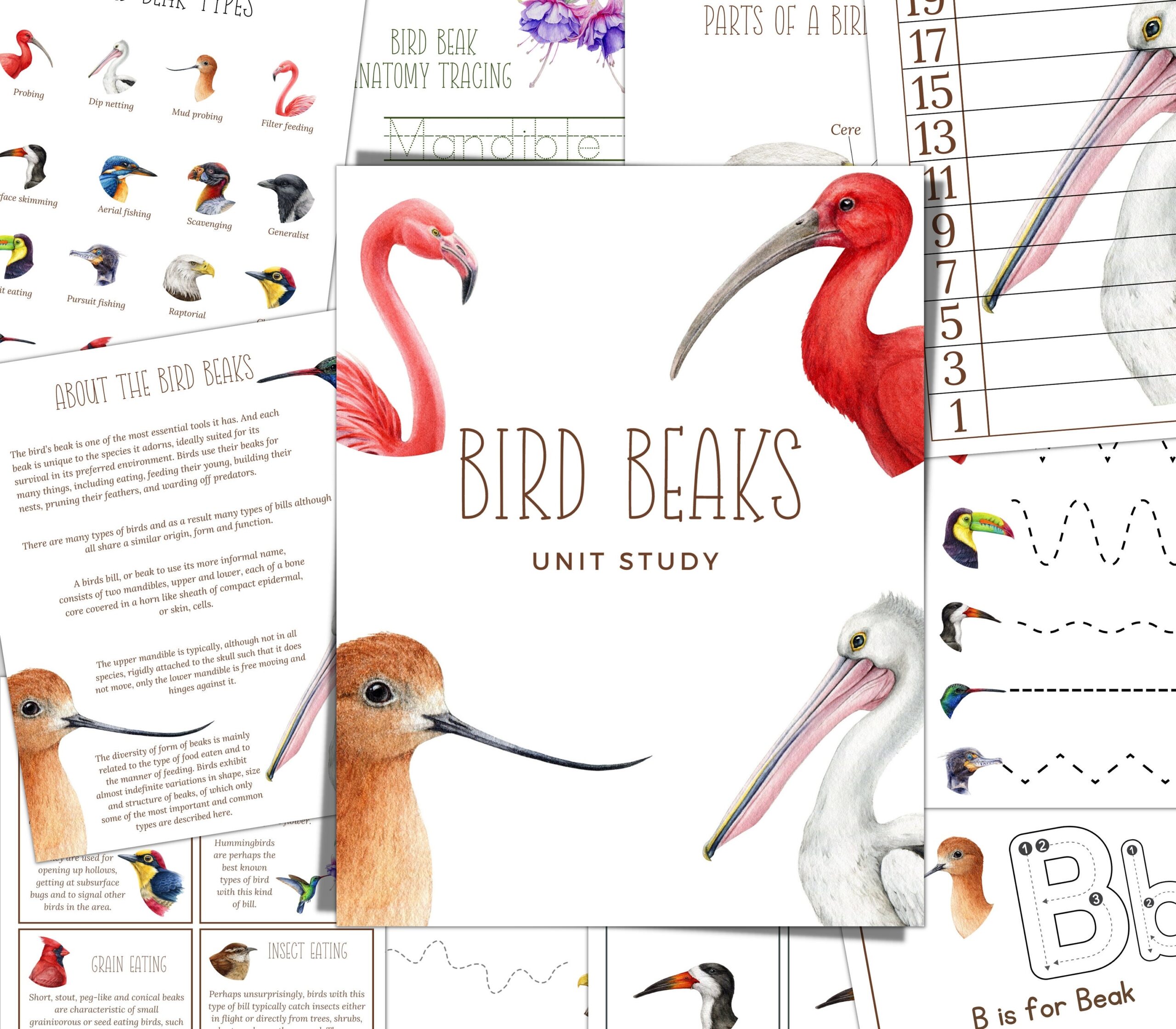 BIRD BEAKS Unit Study Nature Study Science Handwriting Homeschool Printable Montessori Instant Download Etsy