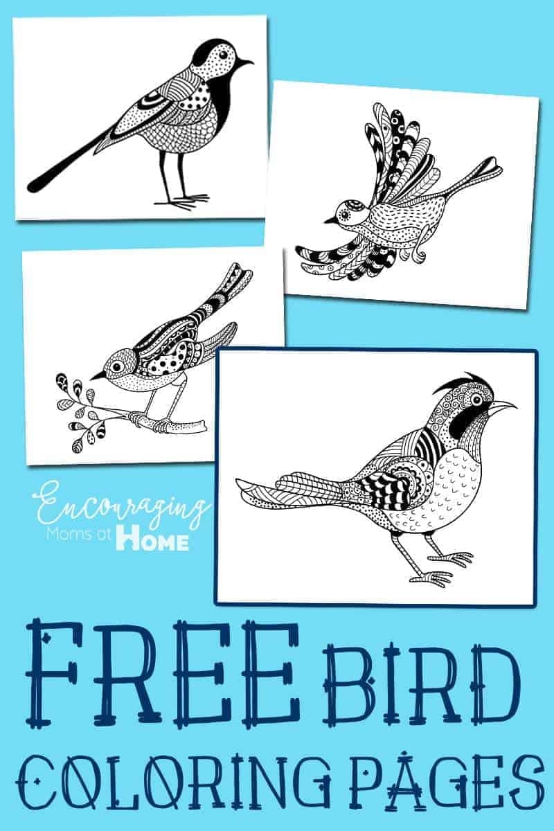 Bird Coloring Pages And All About Birds For Kids