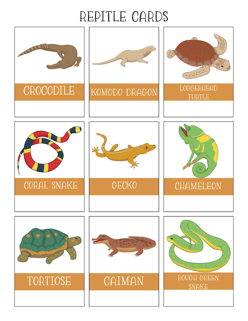 Homeschool Printables Free Reptiles