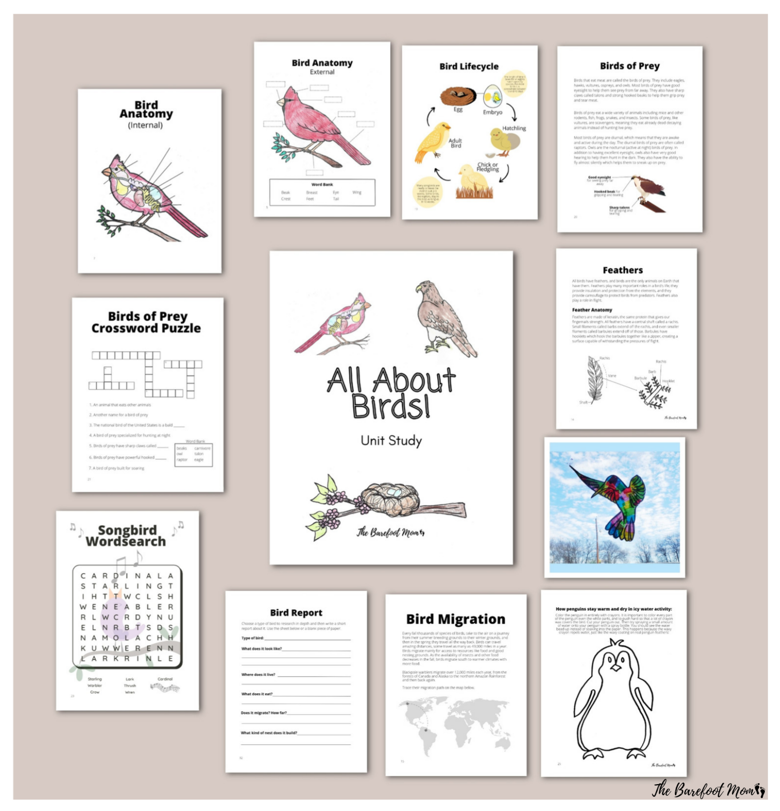 Bird Beak Study Homeschool Printable