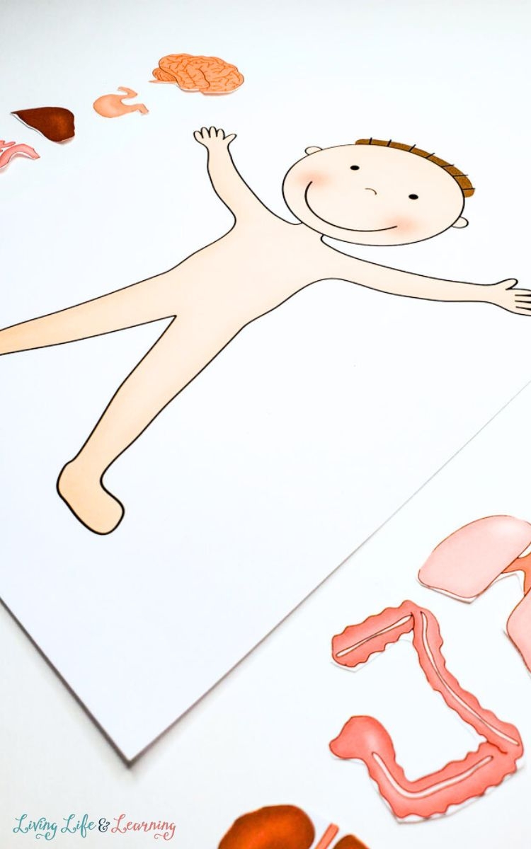 Preschool Homeschool Printable Human Body